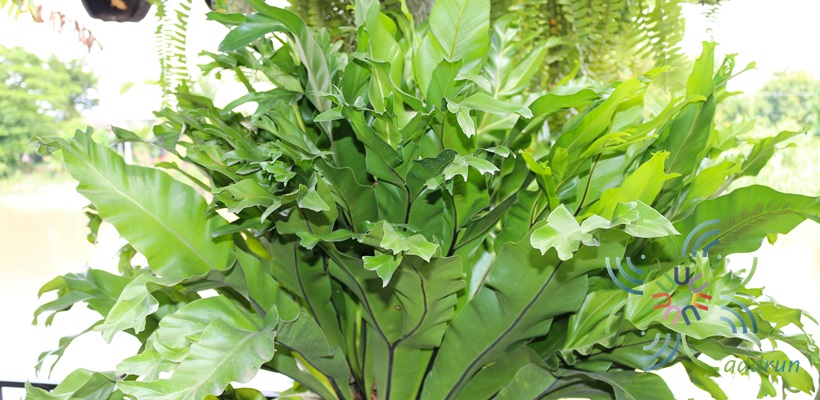 เฟินข้าหลวง #2 (ปลายแฉก) Asplenium nidus L.