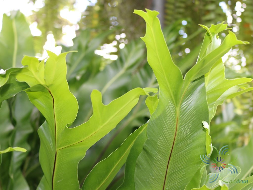 เฟินข้าหลวง #2 (ปลายแฉก) Asplenium nidus L.
