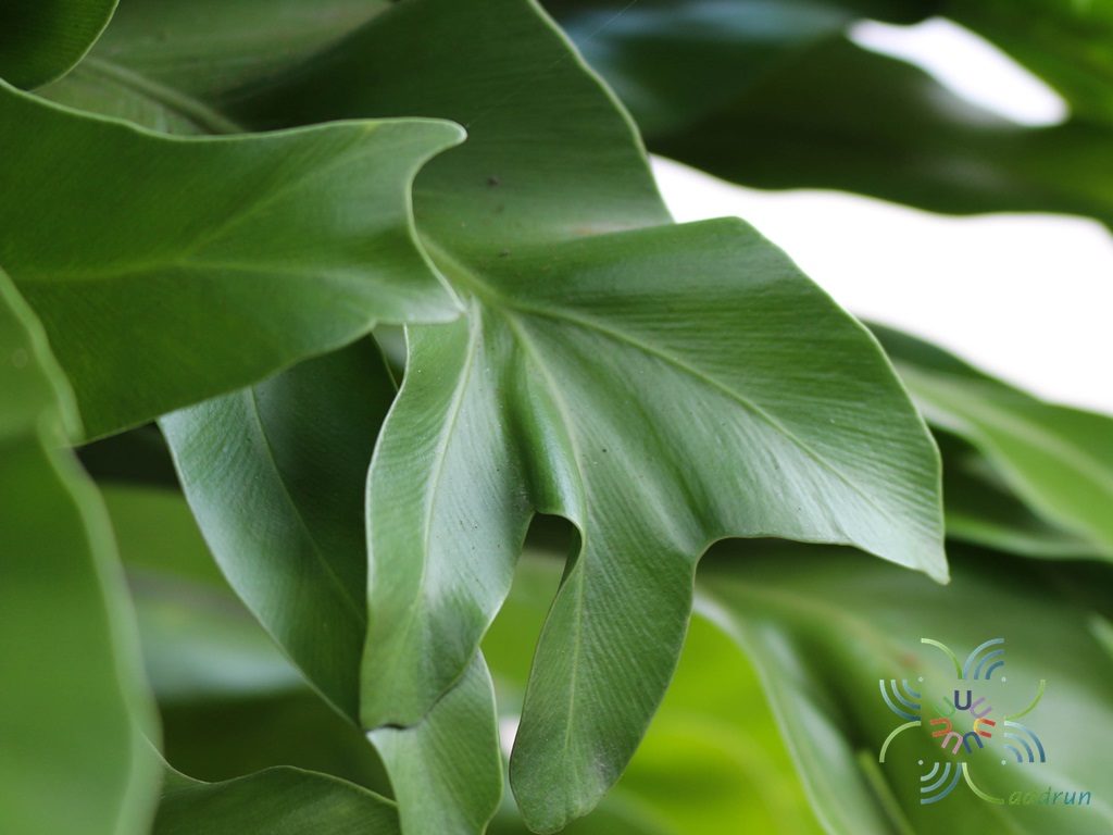 เฟินข้าหลวง #2 (ปลายแฉก) Asplenium nidus L.
