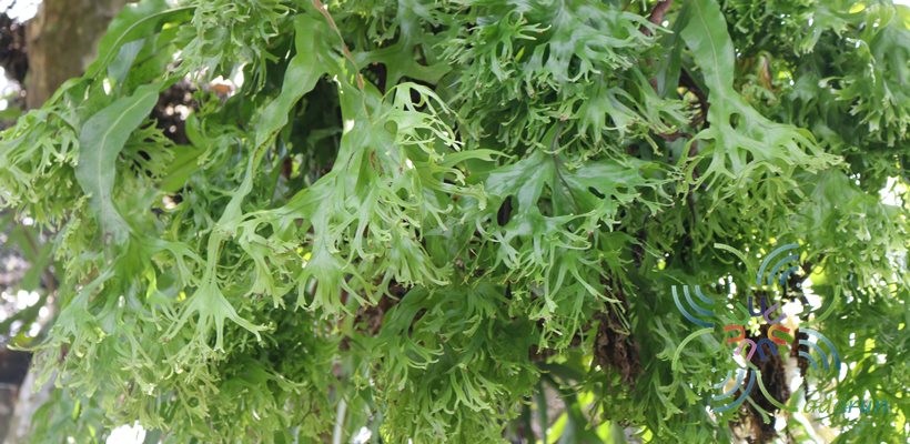 เฟินหางนางเงือก Microsorum punctatum (L.) Copel. cv. Mermaidtail