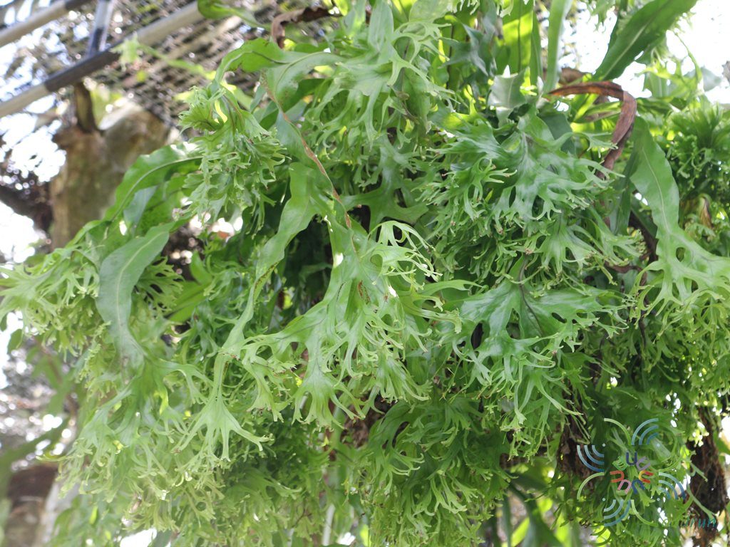 เฟินหางนางเงือก Microsorum punctatum (L.) Copel. cv. Mermaidtail