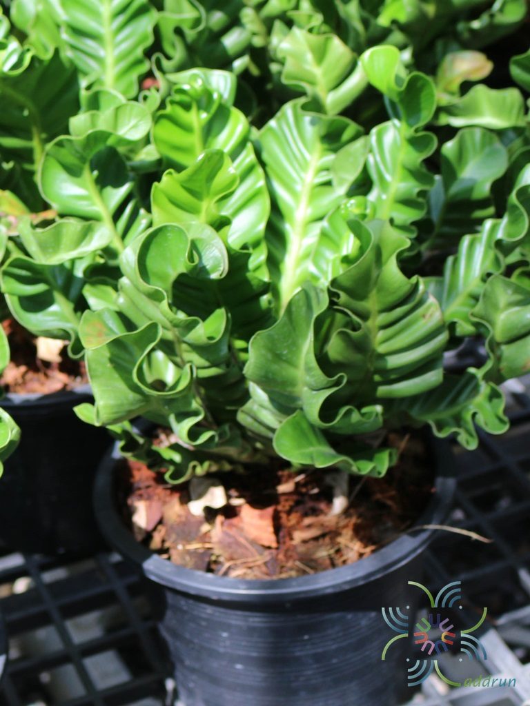 เฟินข้าหลวง เวียงพิงค์ Asplenium nidus L. cultivar