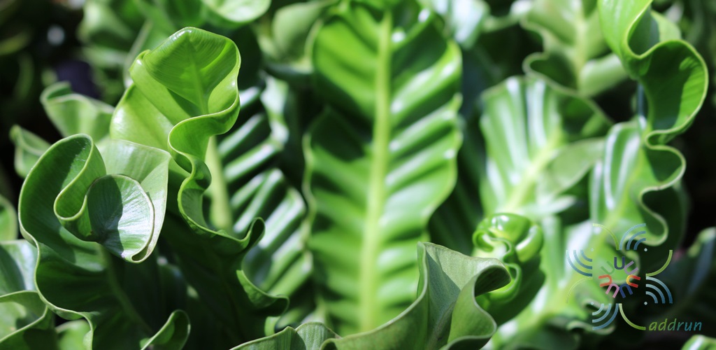 เฟินข้าหลวง เวียงพิงค์ Asplenium nidus L. cultivar