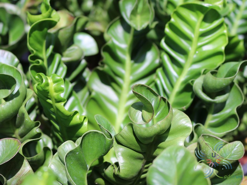 เฟินข้าหลวง เวียงพิงค์ Asplenium nidus L. cultivar