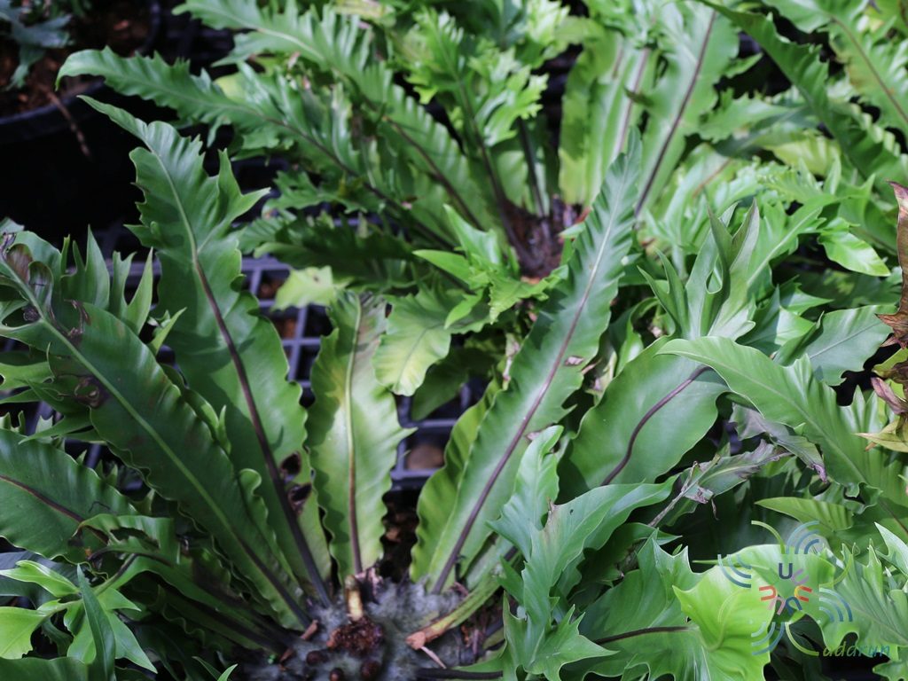 เฟินข้าหลวง จักรพรรดิ Asplenium nidus L. cultivar