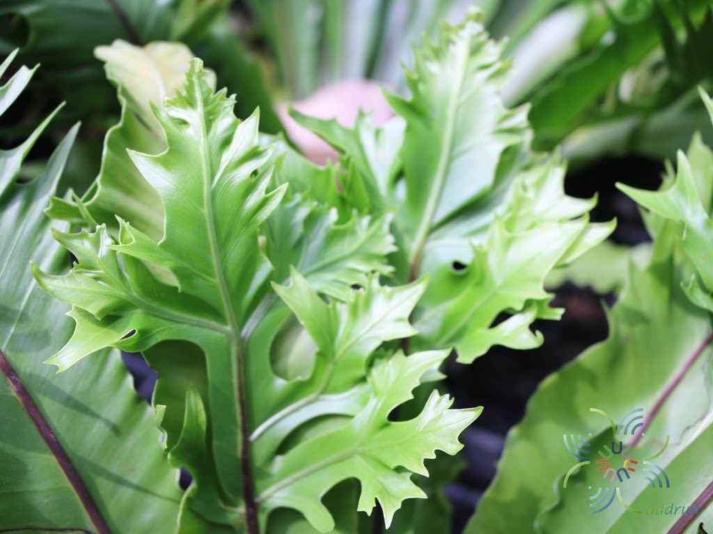 เฟินข้าหลวง จักรพรรดิ Asplenium nidus L. cultivar
