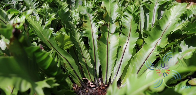 เฟินข้าหลวง จักรพรรดิ Asplenium nidus L. cultivar