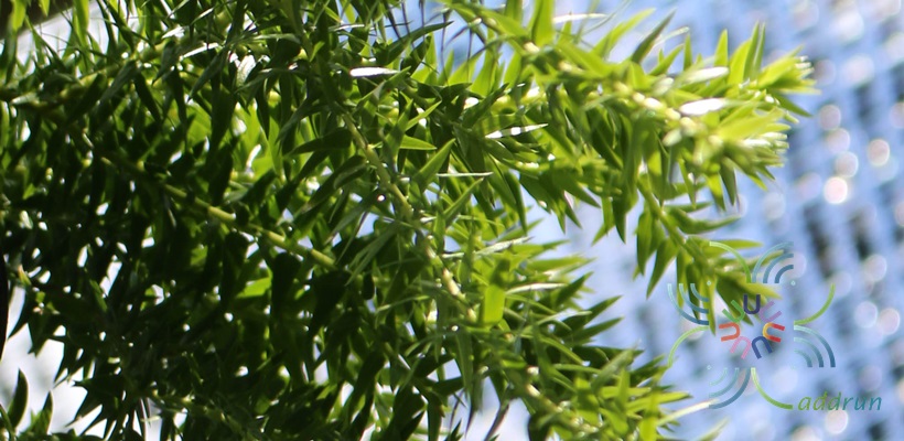 ช้องนางคลี่ Huperzia phlegmaria (L.) Rothm