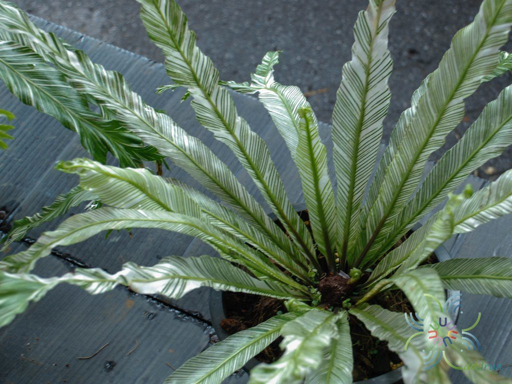 ข้าหลวงญี่ปุ่นด่าง Asplenium antiquum Makino cv. Japan Variegated
