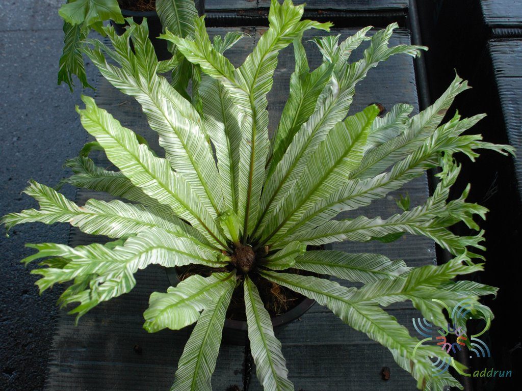 ข้าหลวงญี่ปุ่นด่าง Asplenium antiquum Makino cv. Japan Variegated