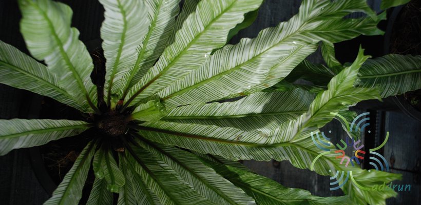 ข้าหลวงญี่ปุ่นด่าง Asplenium antiquum Makino cv. Japan Variegated