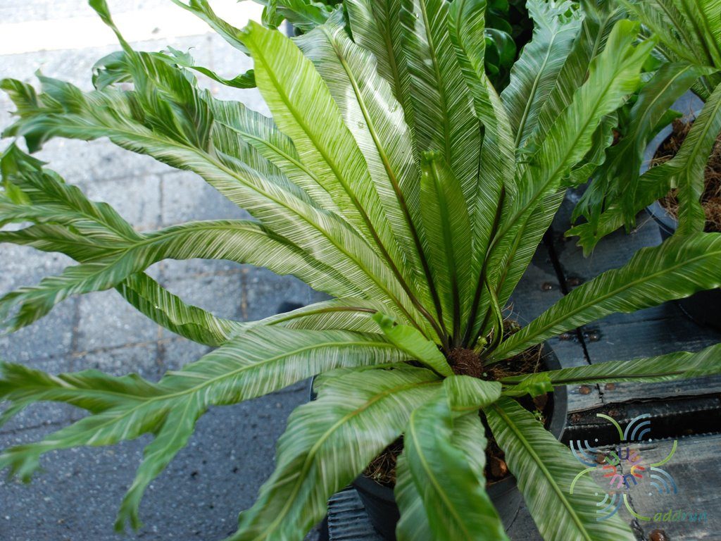 ข้าหลวงญี่ปุ่นด่าง Asplenium antiquum Makino cv. Japan Variegated