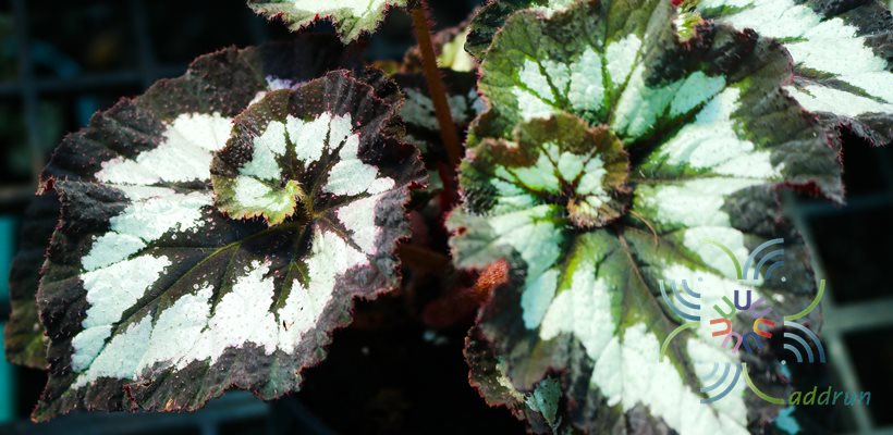 บีโกเนีย #1 Begonia rex Putz. hybrid