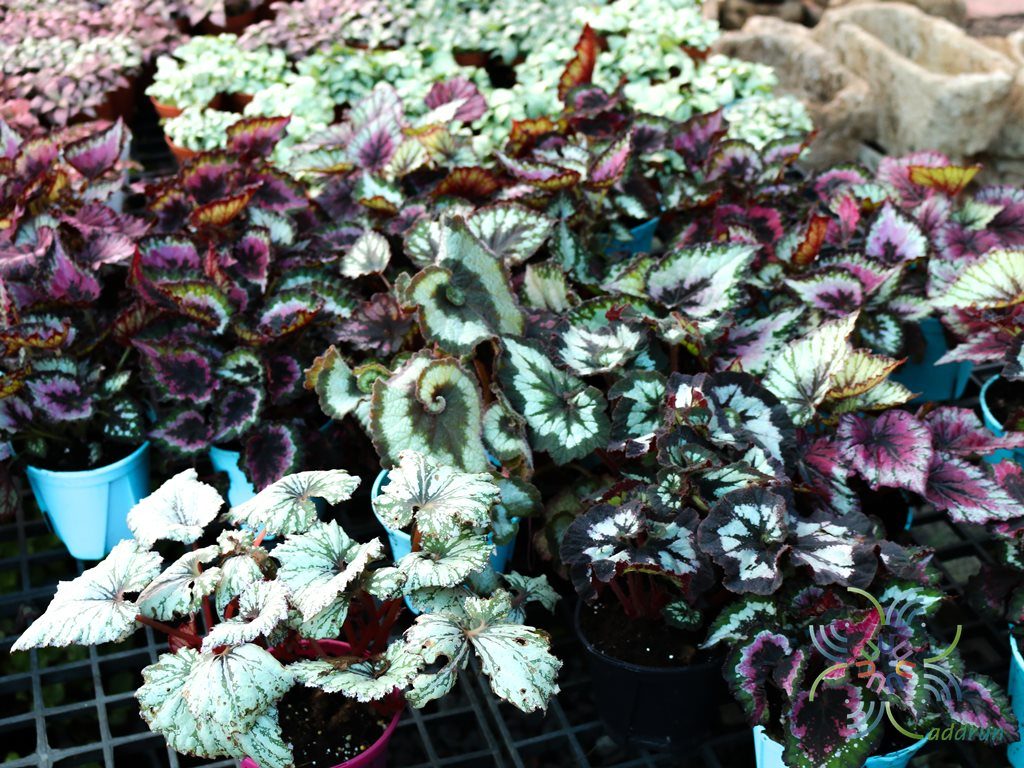 บีโกเนีย #1 Begonia rex Putz. hybrid