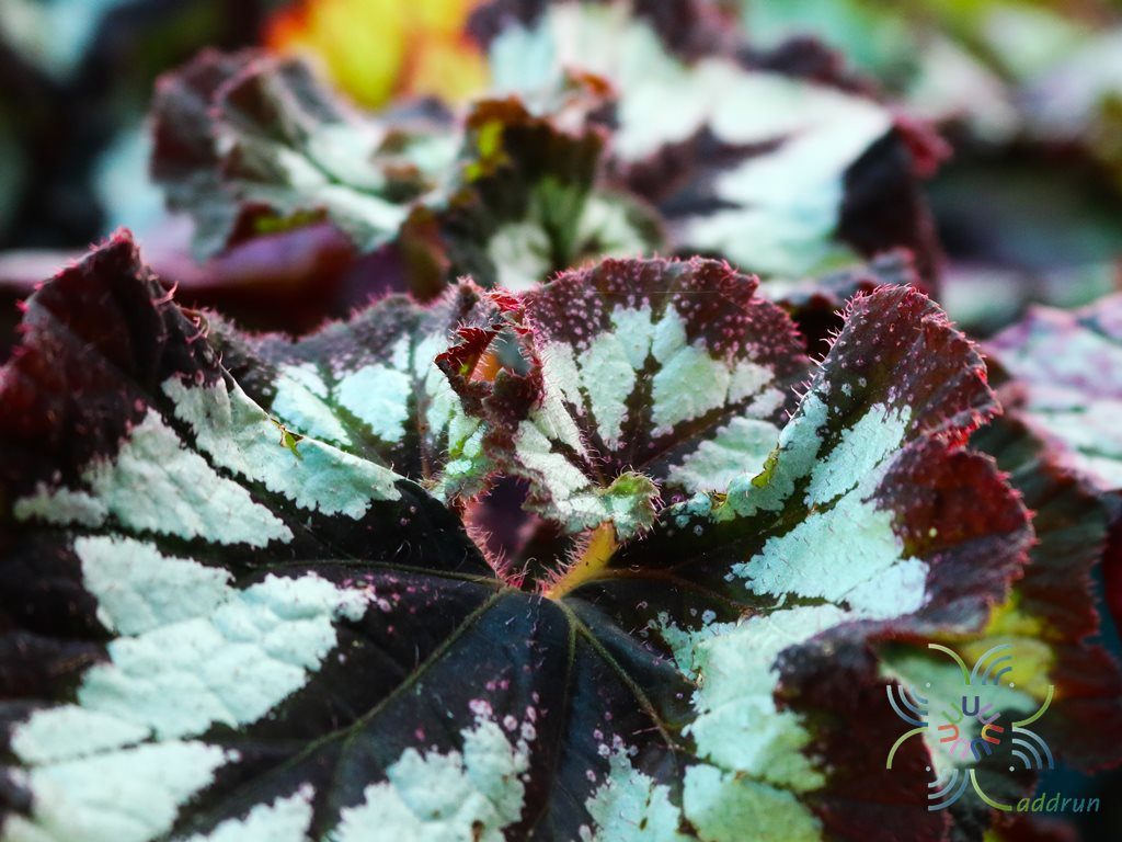 บีโกเนีย #1 Begonia rex Putz. hybrid
