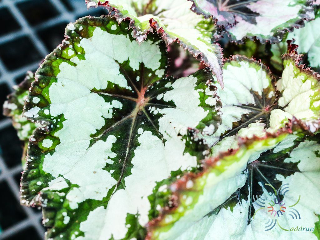 บีโกเนีย #2 Begonia rex Putz. hybrid
