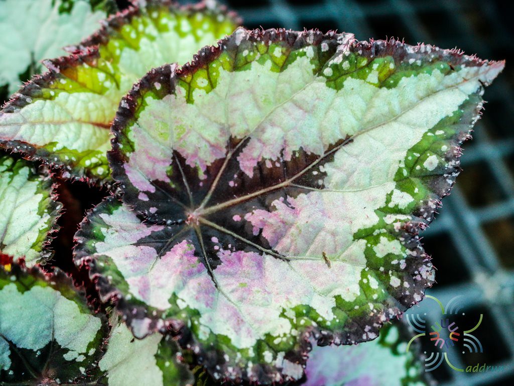 บีโกเนีย #2 Begonia rex Putz. hybrid