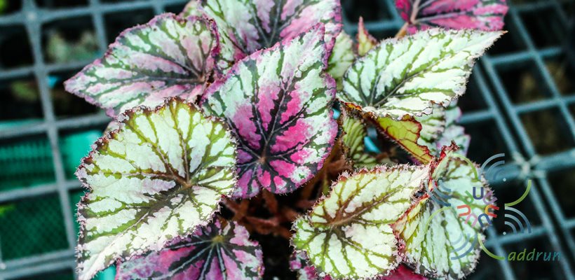 บีโกเนีย #3 Begonia rex Putz. hybrid