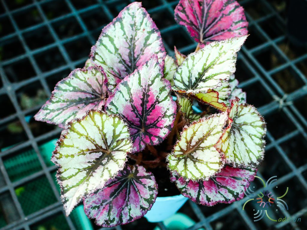 บีโกเนีย #3 Begonia rex Putz. hybrid