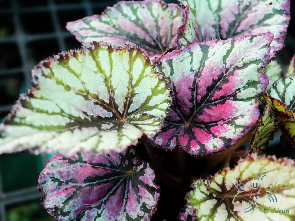 บีโกเนีย #3 Begonia rex Putz. hybrid