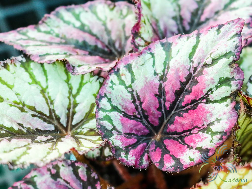 บีโกเนีย #3 Begonia rex Putz. hybrid