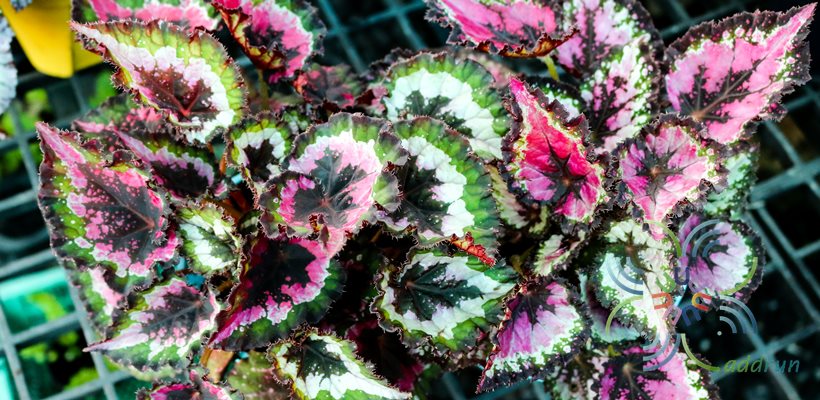บีโกเนีย #4 Begonia rex Putz. hybrid