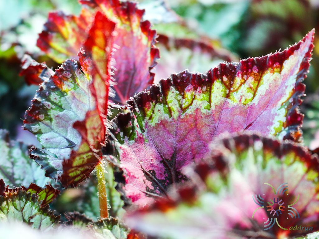 บีโกเนีย #4 Begonia rex Putz. hybrid