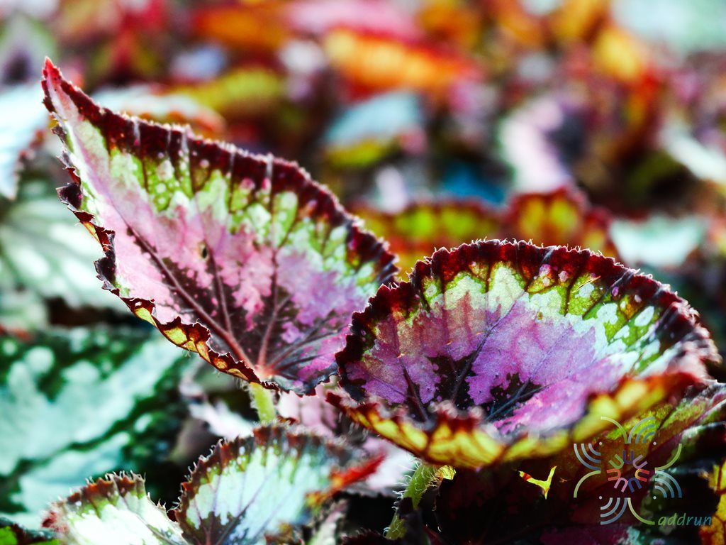 บีโกเนีย #4 Begonia rex Putz. hybrid