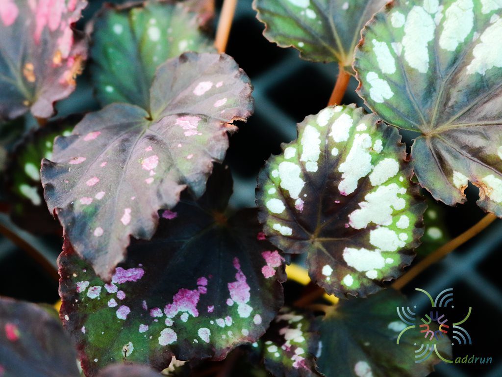 บีโกเนีย #5 Begonia rex Putz. hybrid