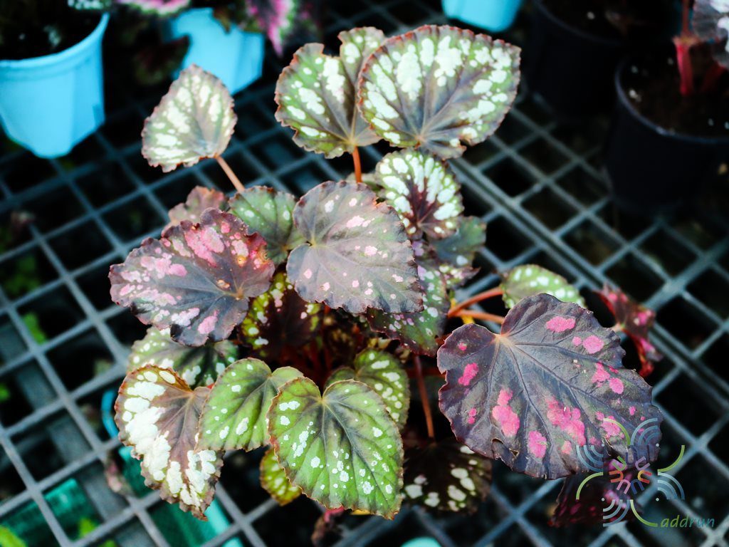 บีโกเนีย #5 Begonia rex Putz. hybrid