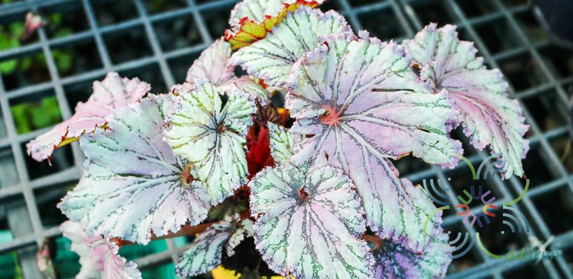 บีโกเนีย #6 Begonia rex Putz. hybrid