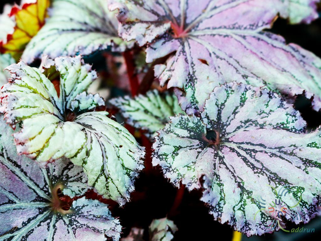 บีโกเนีย #6 Begonia rex Putz. hybrid