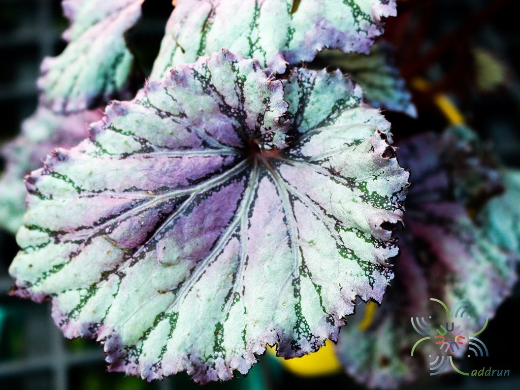 บีโกเนีย #6 Begonia rex Putz. hybrid