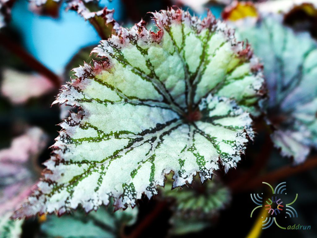 บีโกเนีย #6 Begonia rex Putz. hybrid