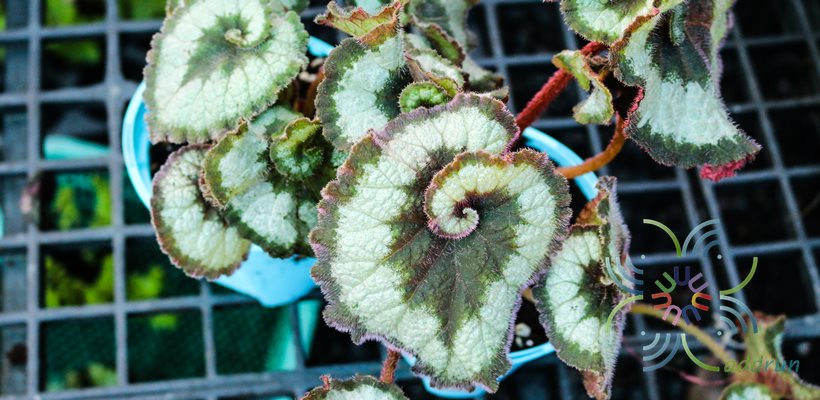 บีโกเนีย #7 Begonia rex Putz. ‘Escargot’