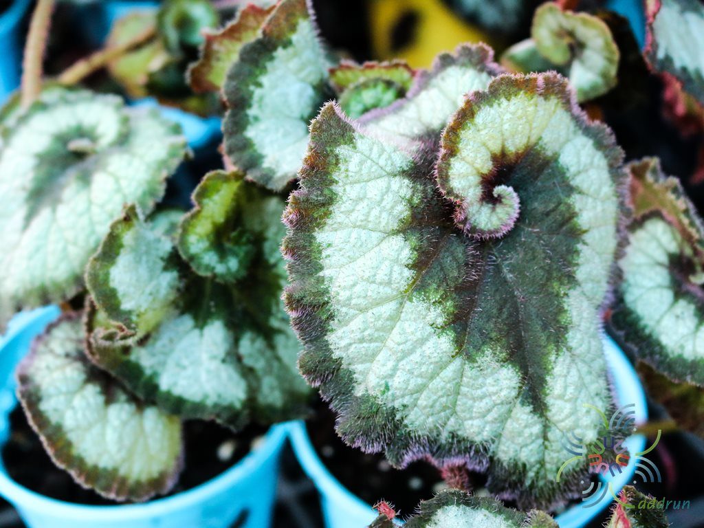 บีโกเนีย #7 Begonia rex Putz. ‘Escargot’