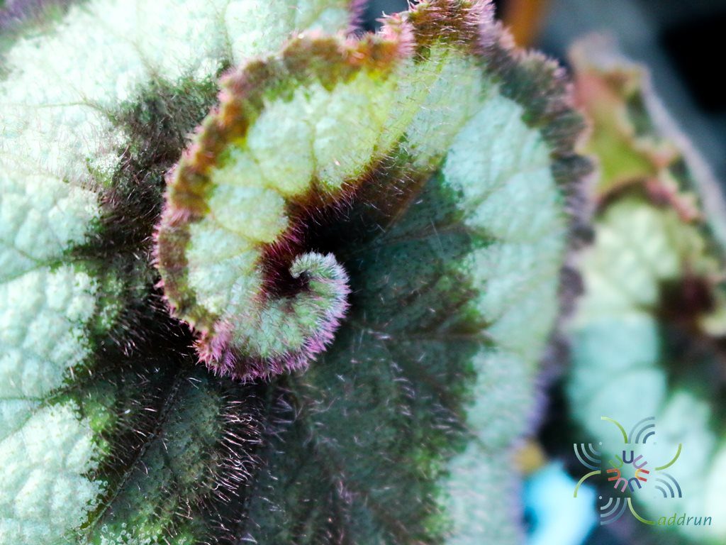 บีโกเนีย #7 Begonia rex Putz. ‘Escargot’