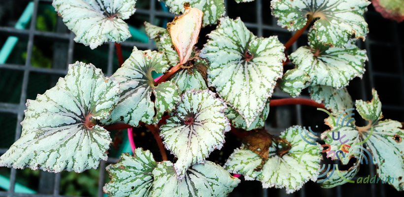 บีโกเนีย #8 Begonia rex Putz.