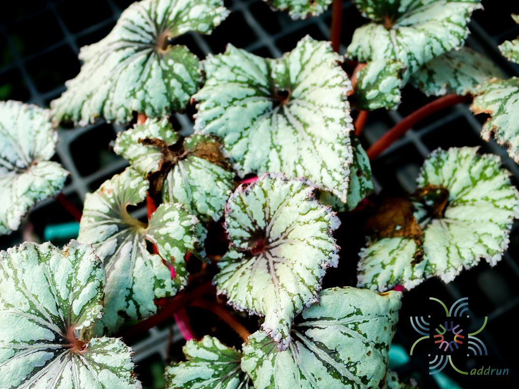 บีโกเนีย #8 Begonia rex Putz.