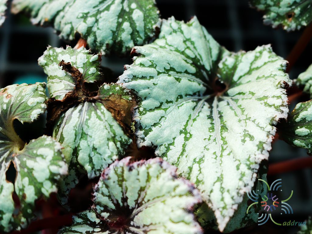 บีโกเนีย #8 Begonia rex Putz.