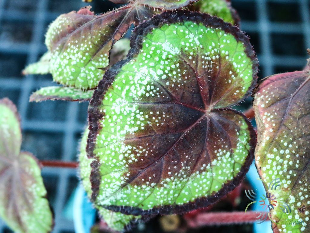 บีโกเนีย #9 Begonia rex Putz.