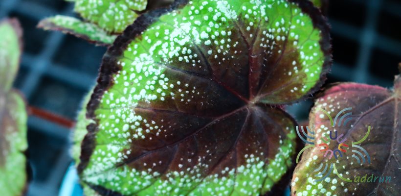 บีโกเนีย #9 Begonia rex Putz.