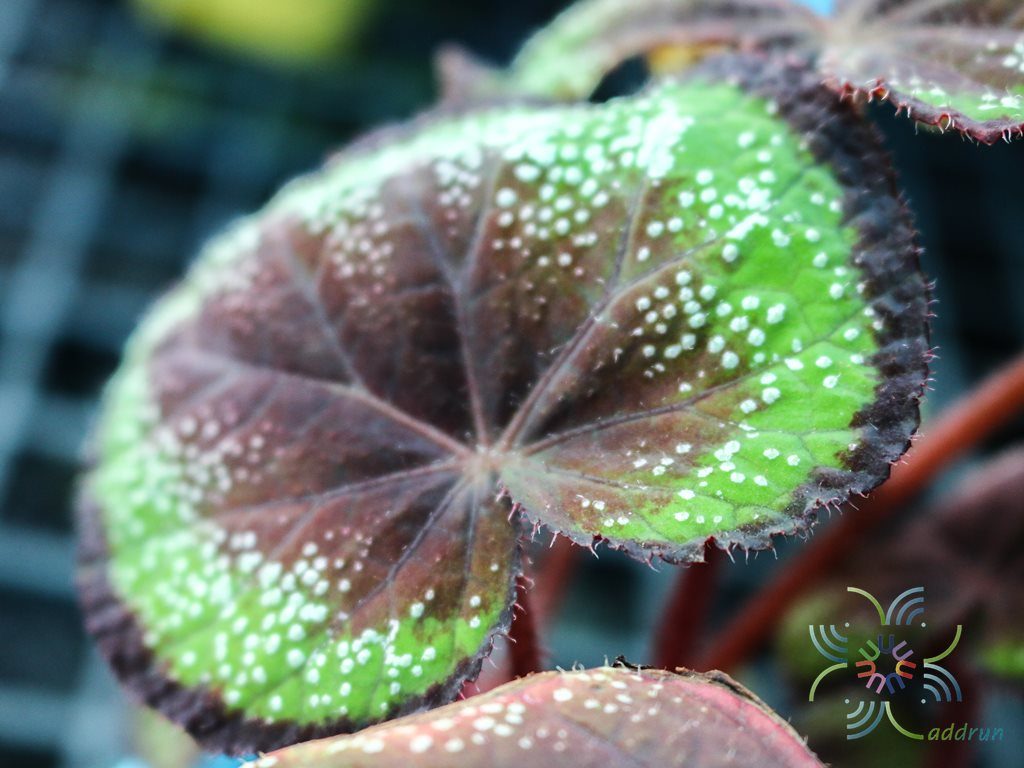 บีโกเนีย #9 Begonia rex Putz.