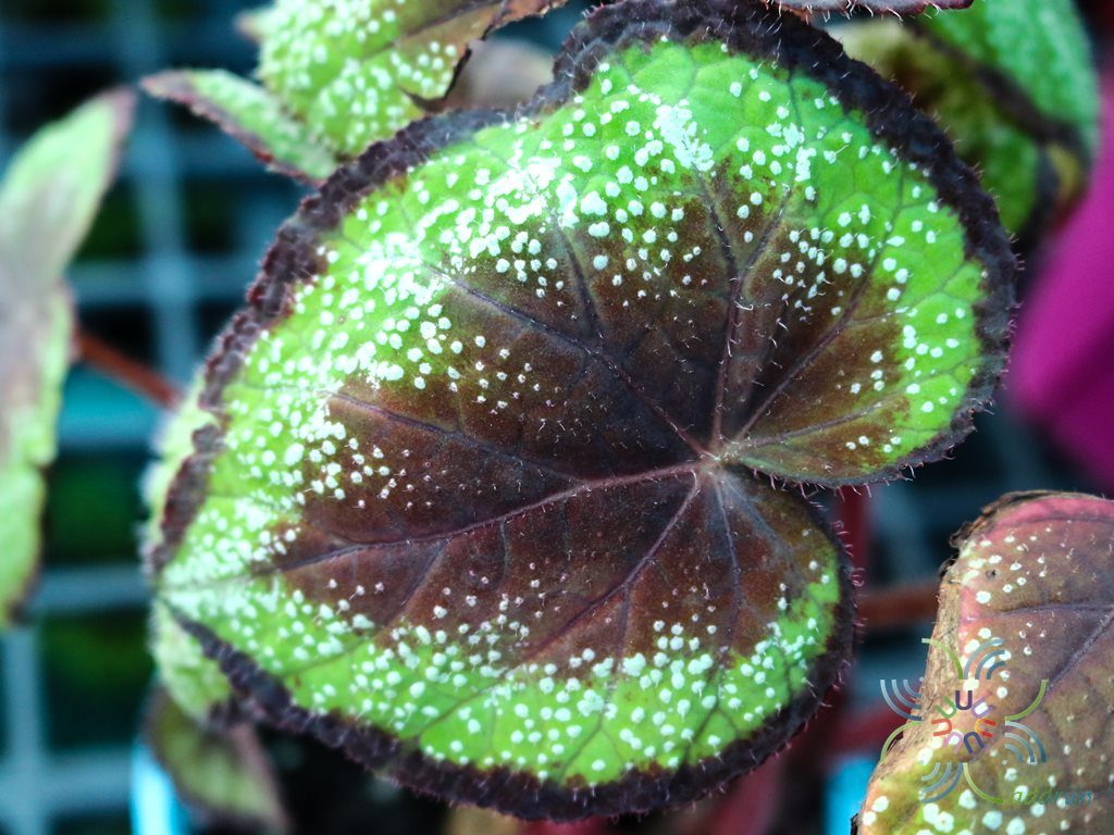 บีโกเนีย #9 Begonia rex Putz.