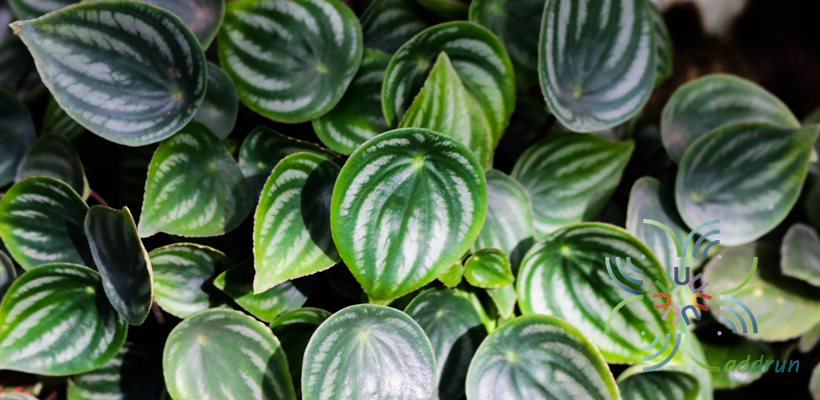 เปปเปอร์โรเมียลายแตงโม Peperomia argyreia (Hook.f.) E.Morren