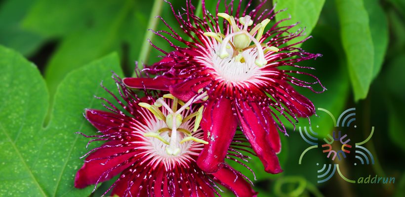 เลดี้มาร์กาเรต Passiflora ‘Lady Margaret’
