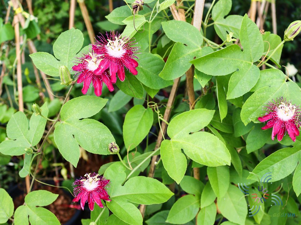เลดี้มาร์กาเรต Passiflora ‘Lady Margaret’