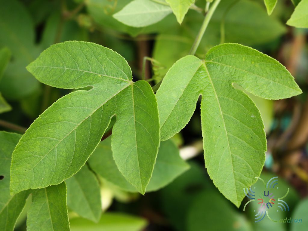 เลดี้มาร์กาเรต Passiflora ‘Lady Margaret’