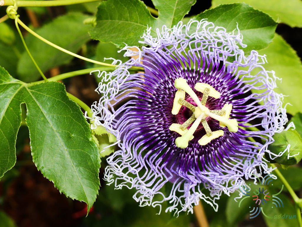 สร้อยฟ้า Passiflora × alato-caerulea Lindl.