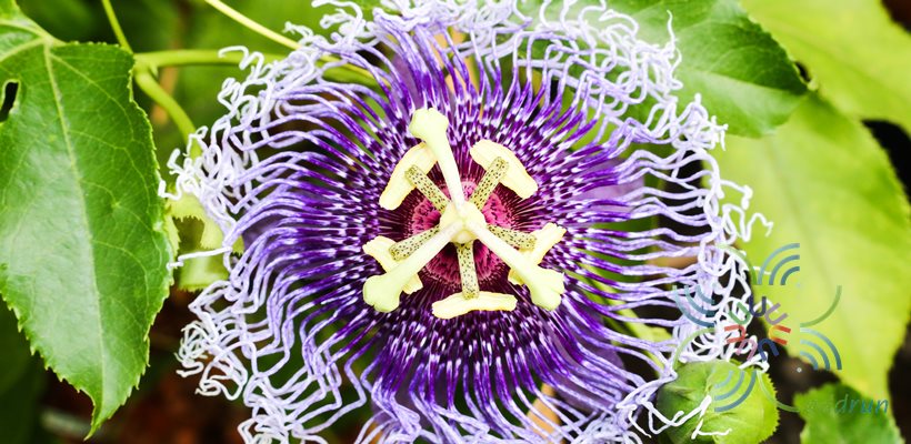 สร้อยฟ้า Passiflora × alato-caerulea Lindl.